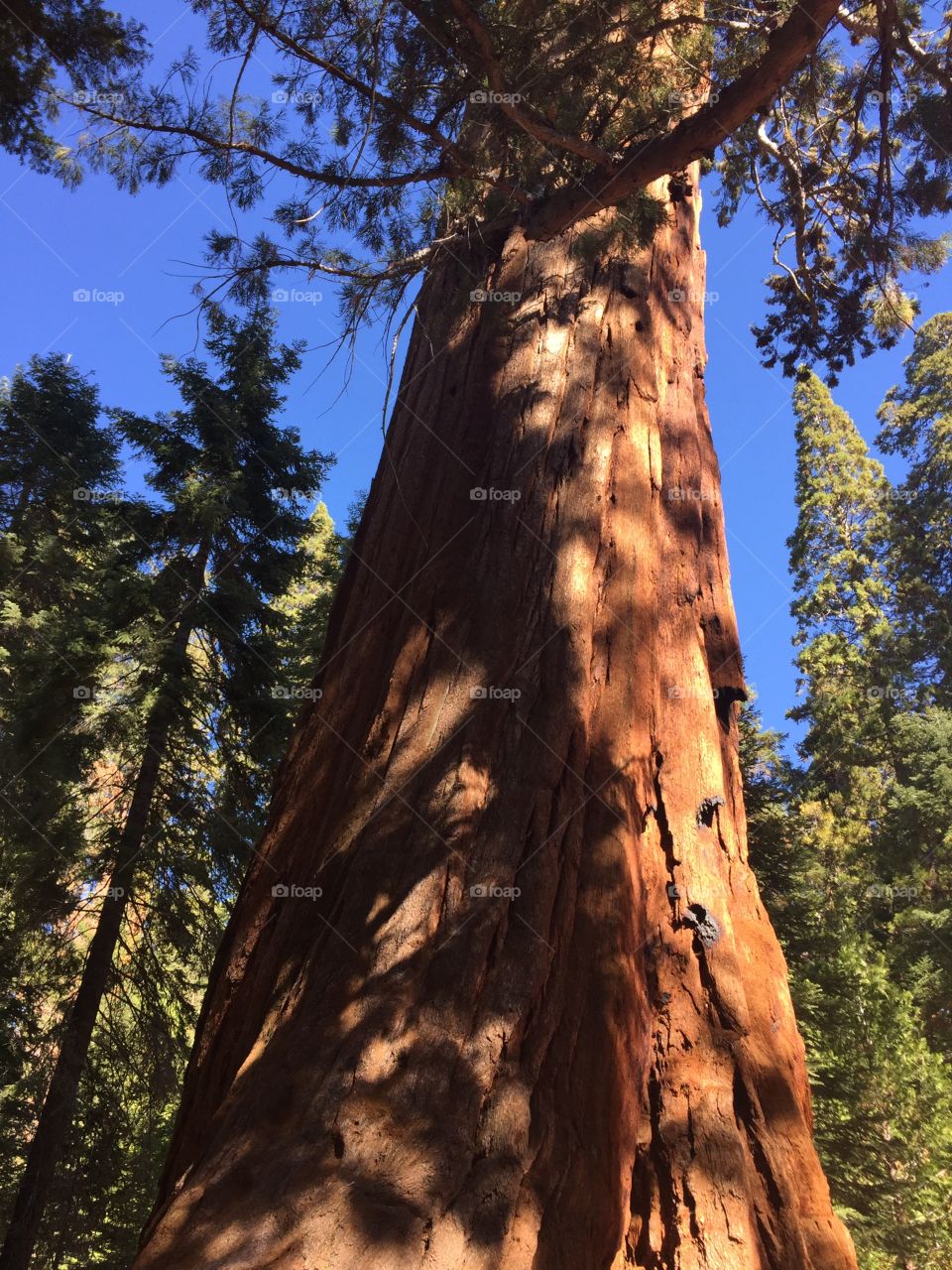 Visiting the sequoias in CA 