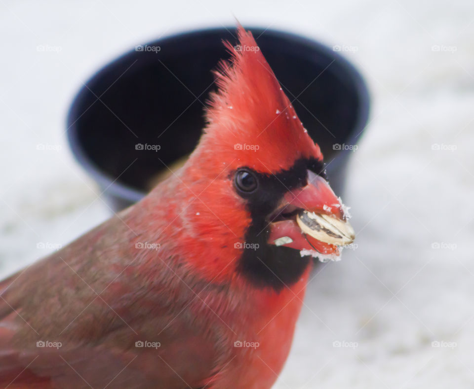 Cardinal Eating A Sunflower Seed