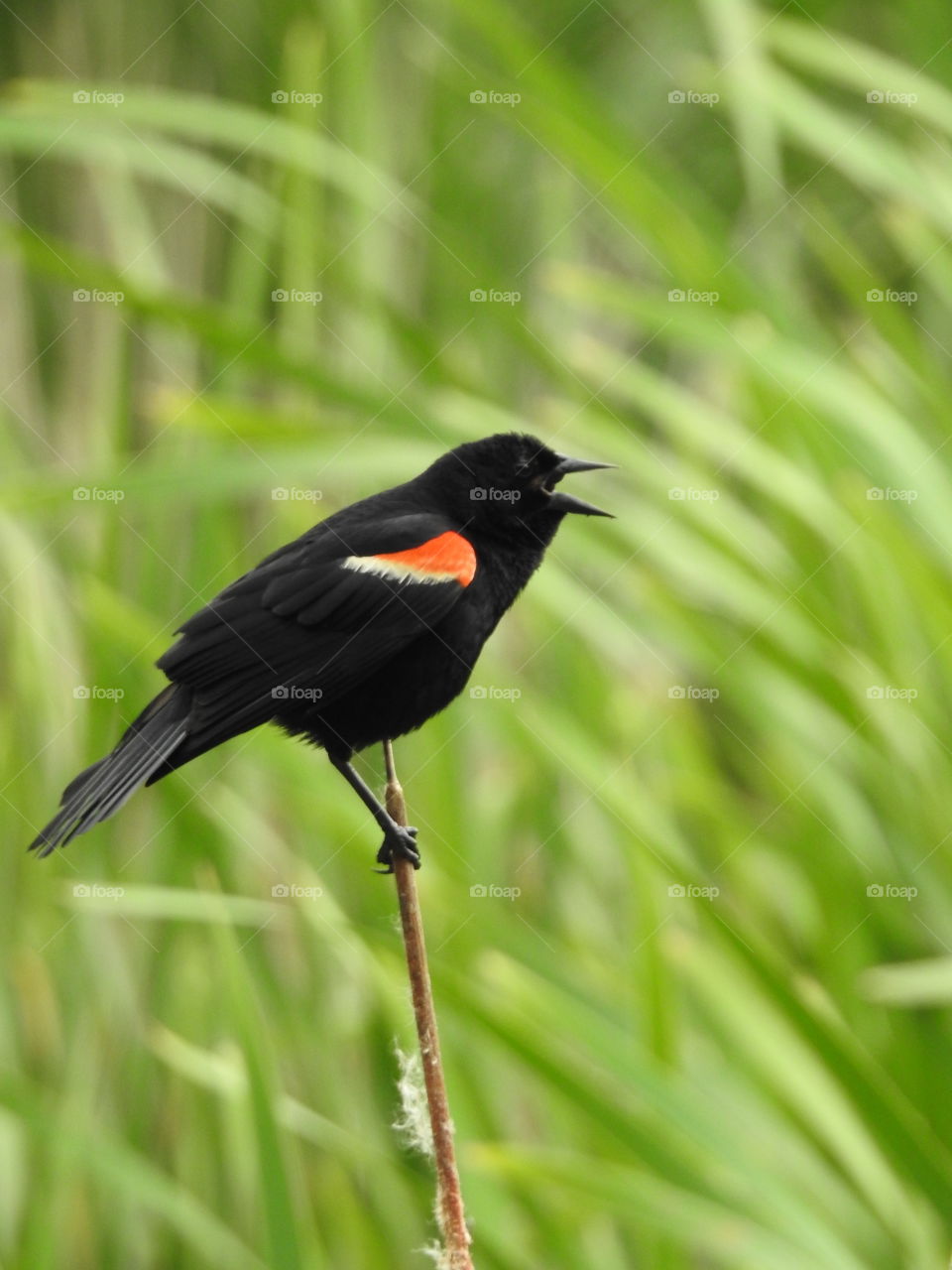 Red winged blackbird seen at Miner’s Marsh in Kentville Nova Scotia 