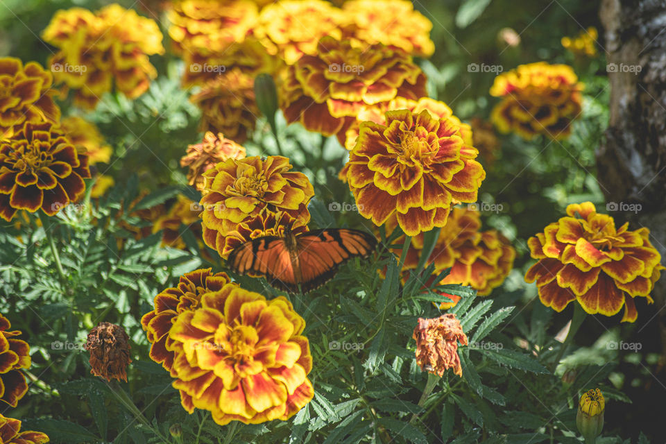 O encanto das flores/The charm of flowers.