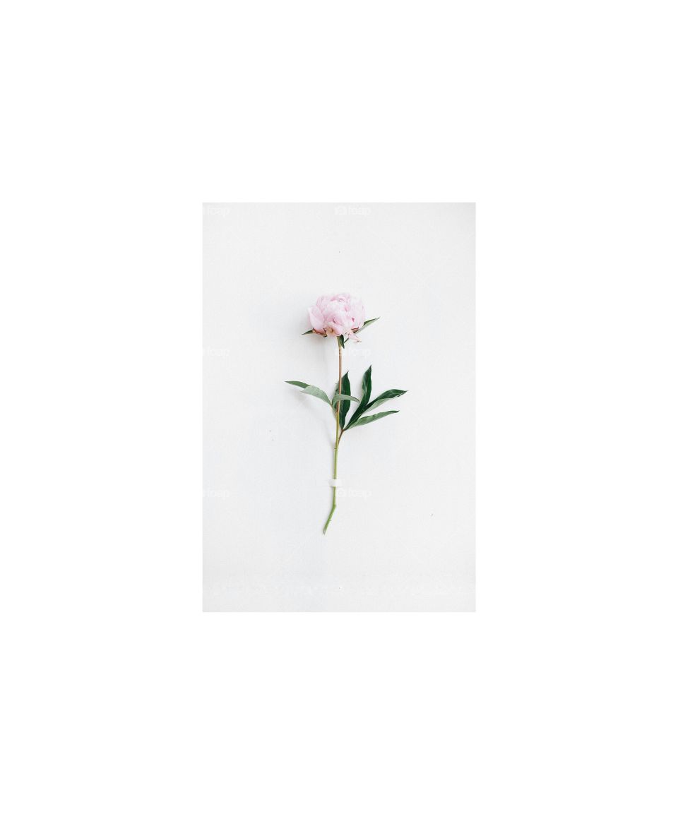 Minimal Single Flower