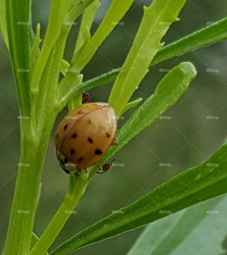 ladybug