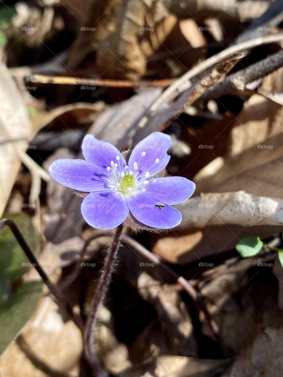 A single bright purple hepatica flower emerging from the leaf litter on the forest floor