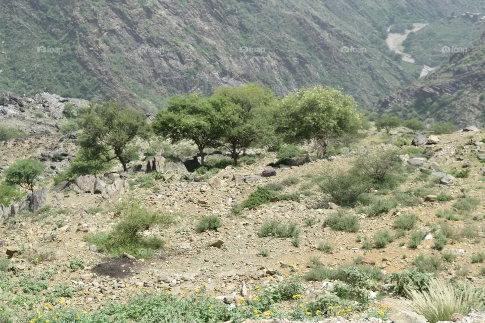 Nature