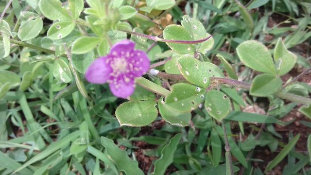 pink flowers