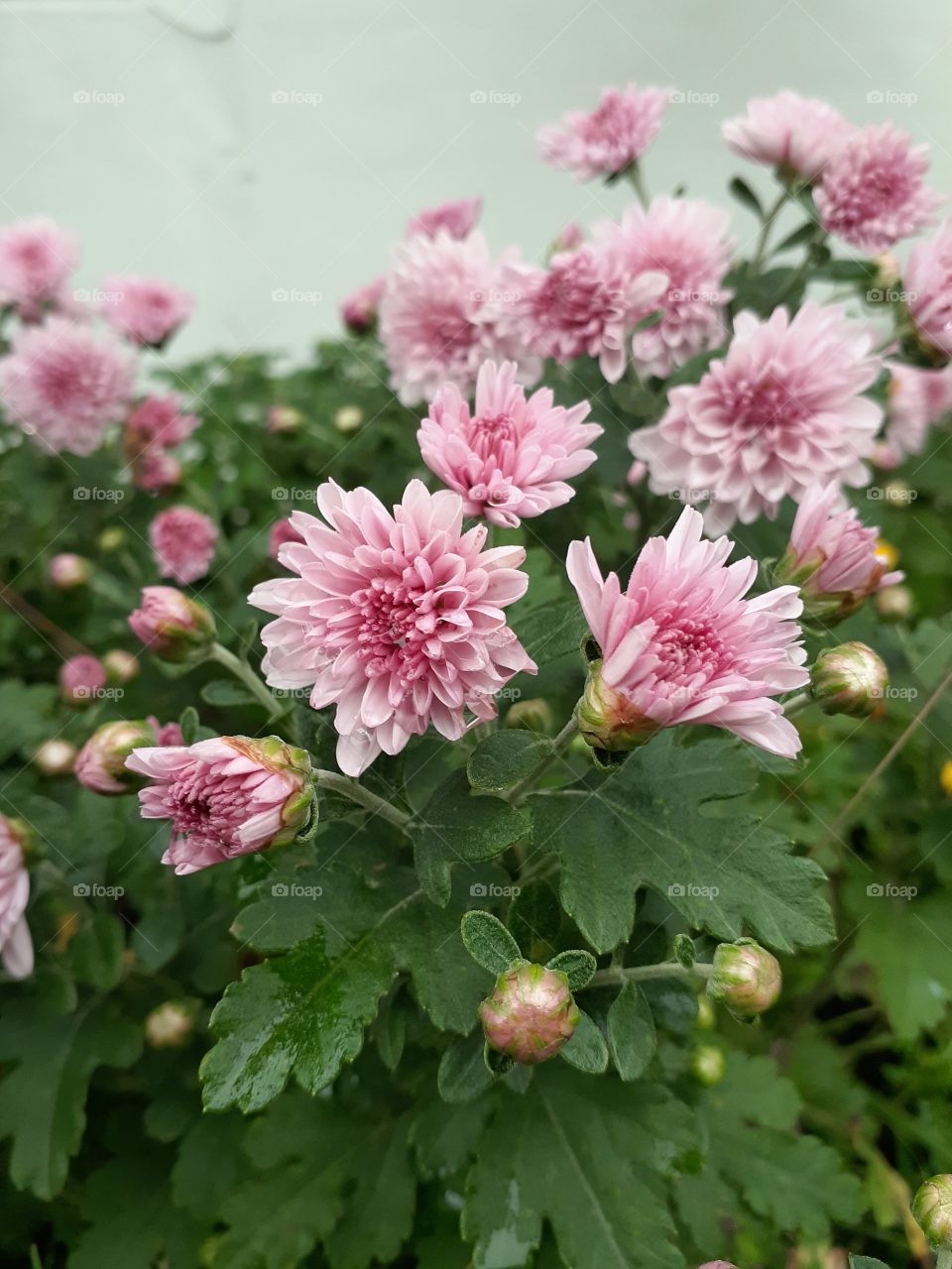 portrait  of a plant