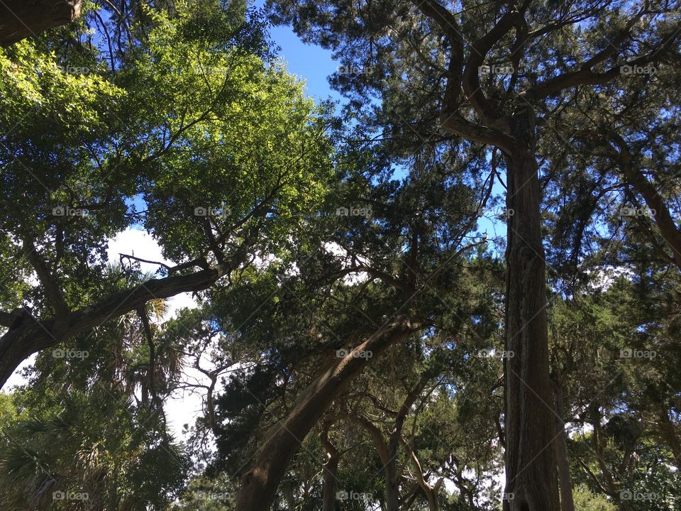 Low angle view of trees