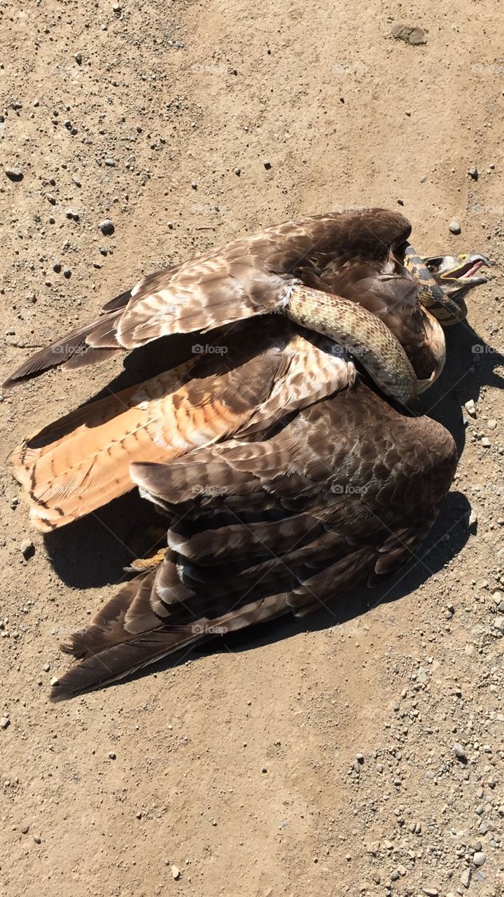 Bull snake caught a hawk
