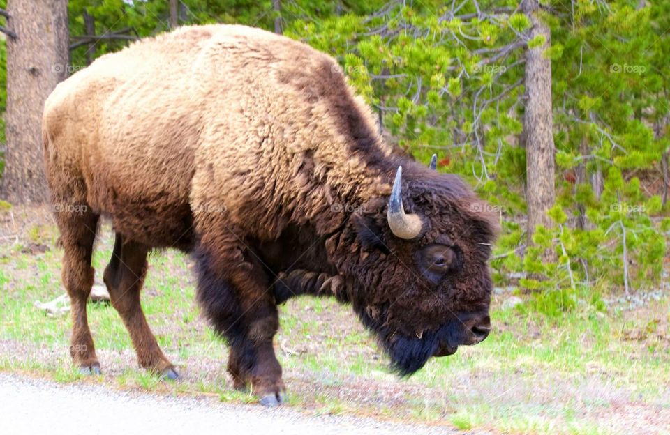 Buffalo . Buffalo at Yellowstone National Forest 