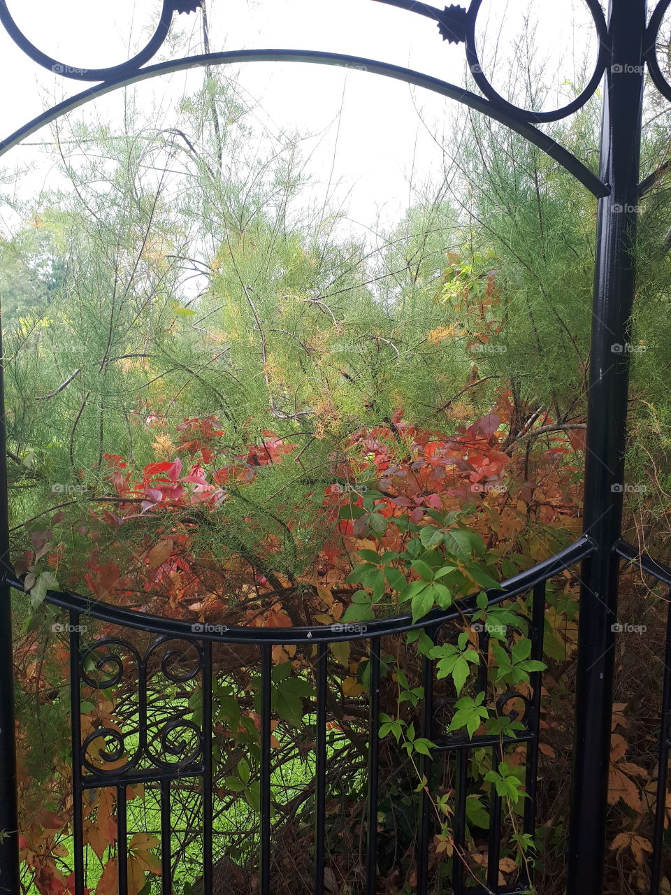 Leaf, Wood, Garden, No Person, Nature