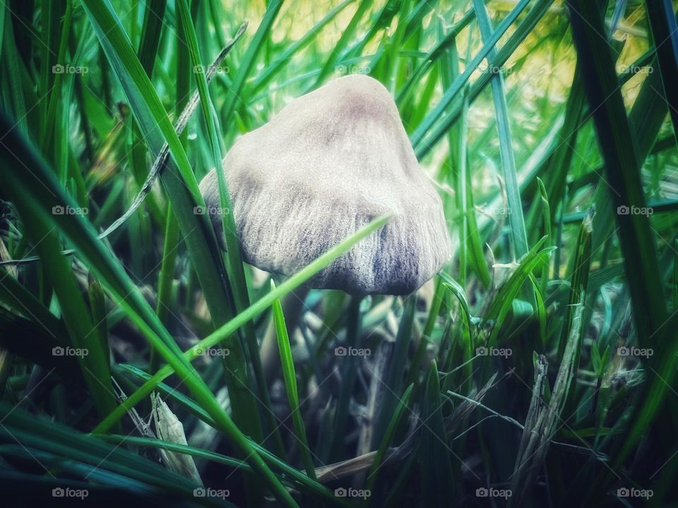 Mushroom