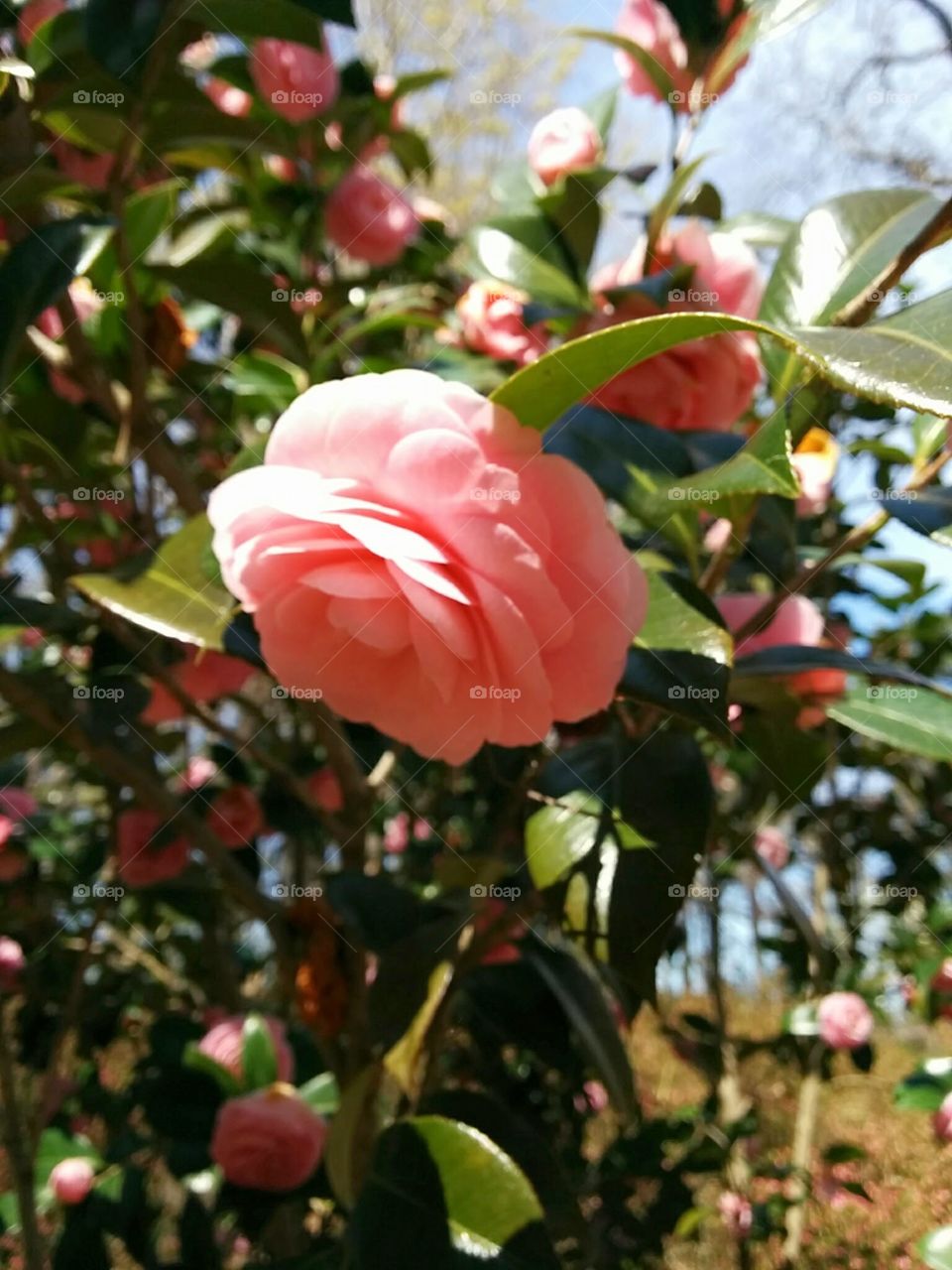 Camellia. Spotted this gorgeous pink flower on a walk through the Norfolk Botanical Gardens in early spring. 