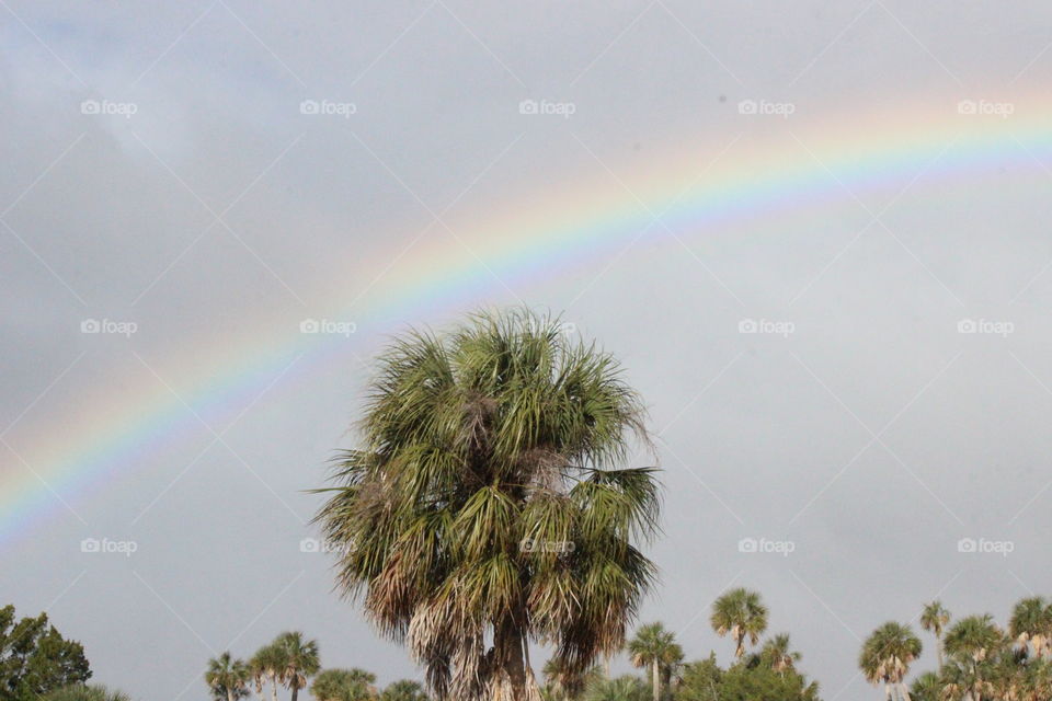 a Florida Rainbow over Palm Trees in Hernando Beach