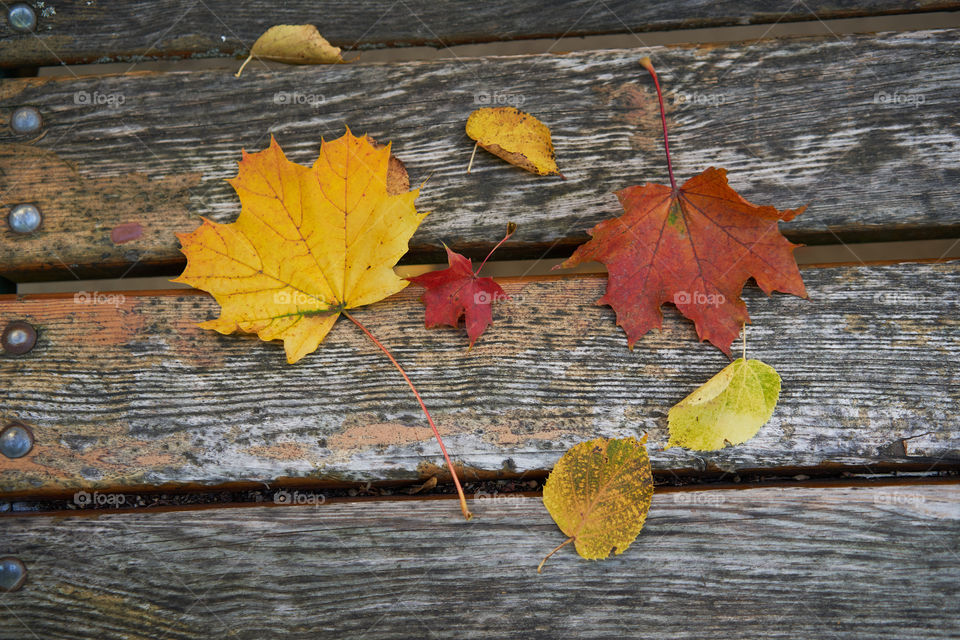 Autumn leaves 