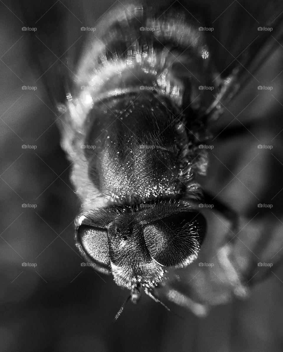 original black and white macro photo of an insect, namely a wild bee that is widespread in Ukraine
