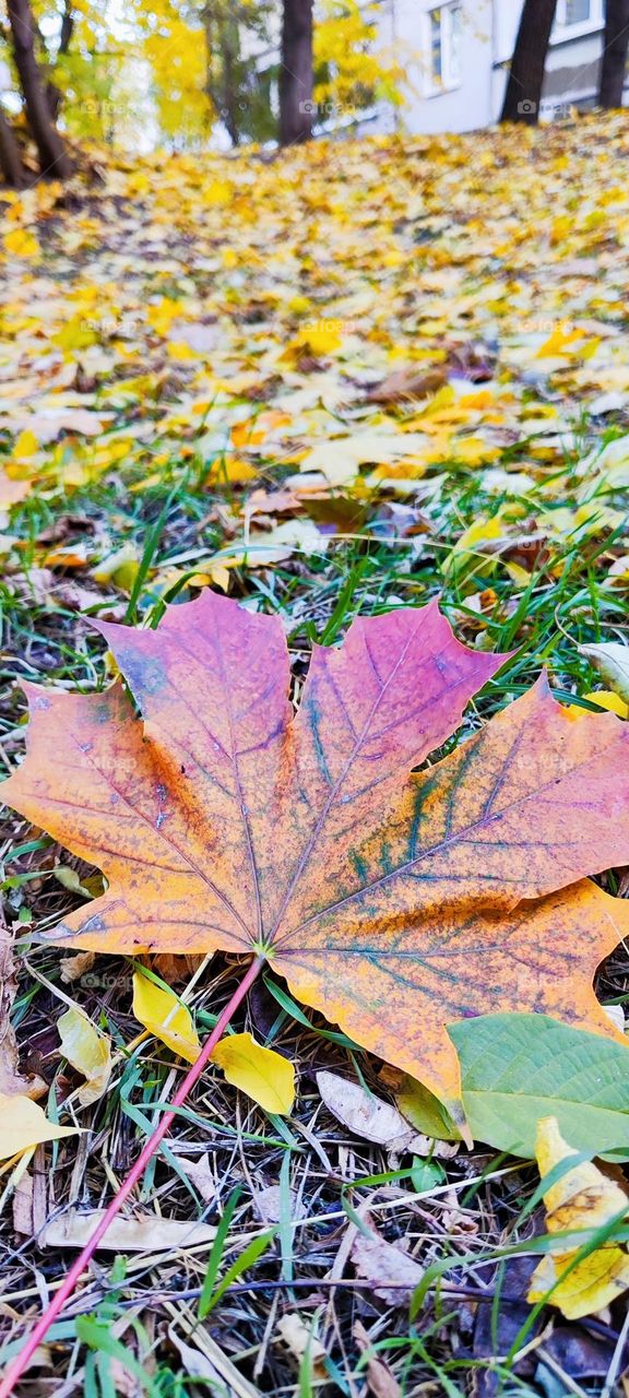 The colors of autumn