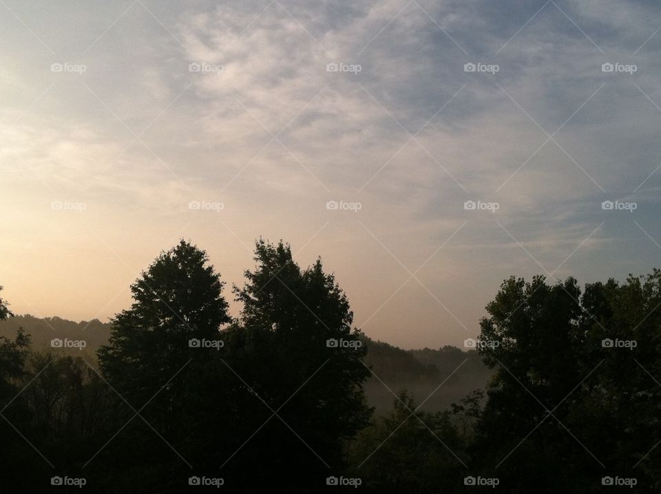 Morning fog in the trees 