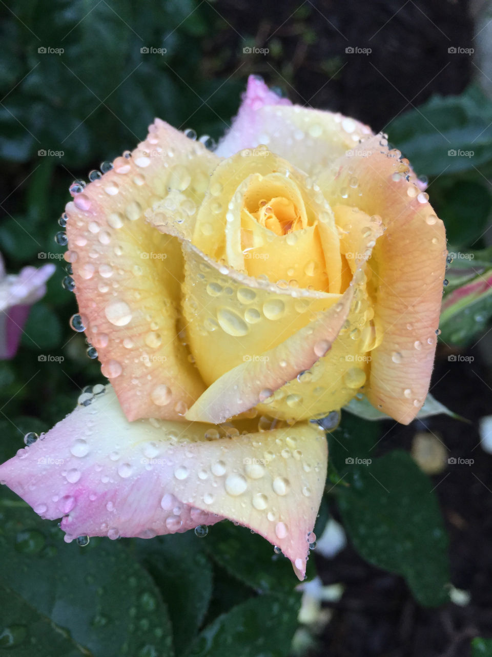 Tea rose after the rain