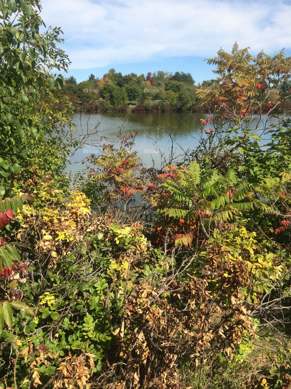 Delaware Park Foliage . Lake view with fall colors 