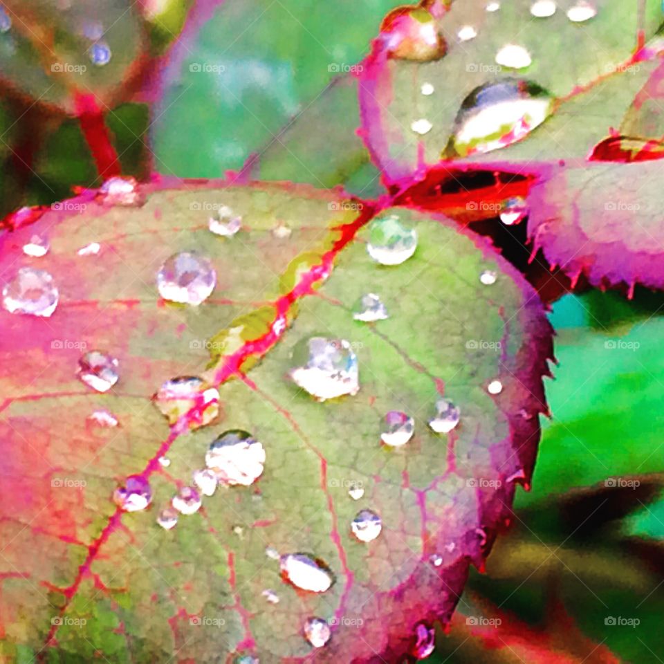 Knockout Rose leaves covered in Morning Dew.