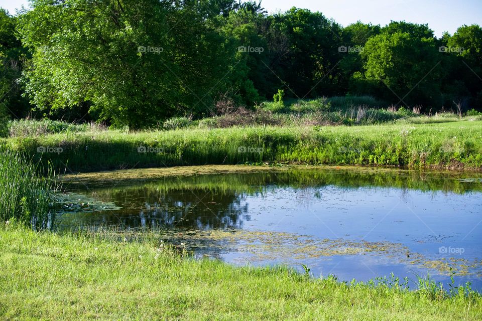 Texas pond