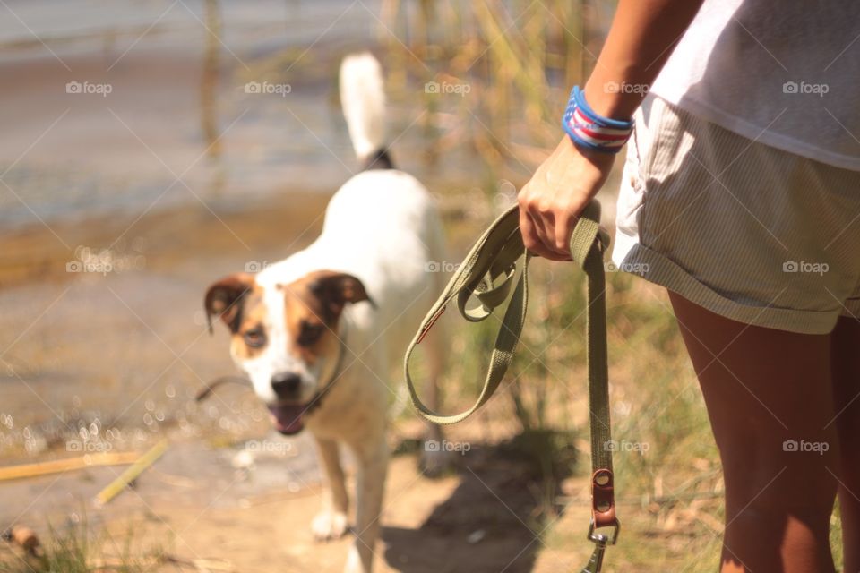 Dog at the nature 