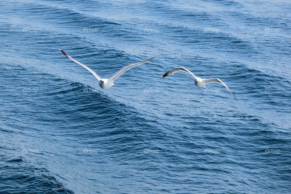 Seagulls in flight