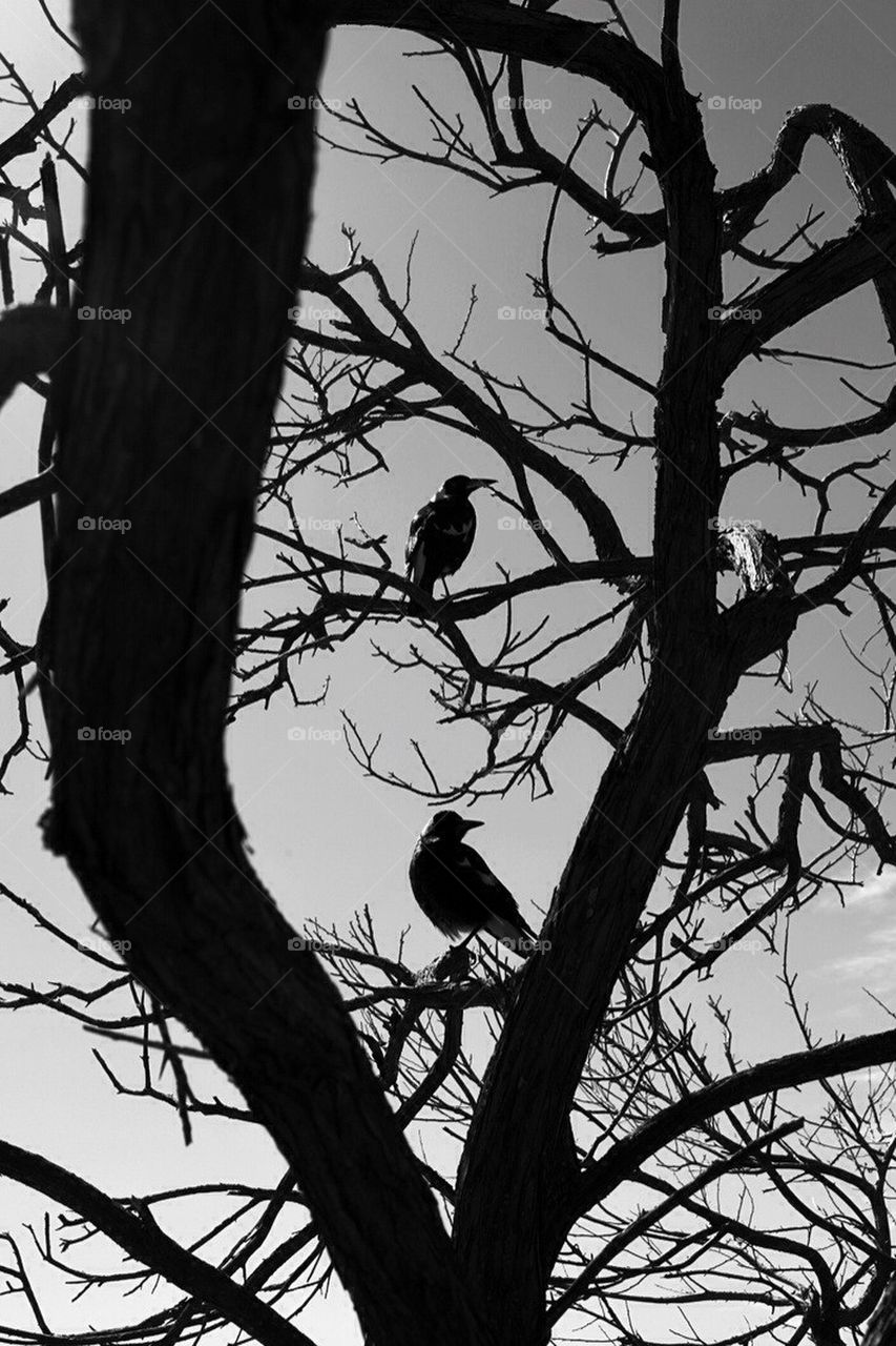 Two crows