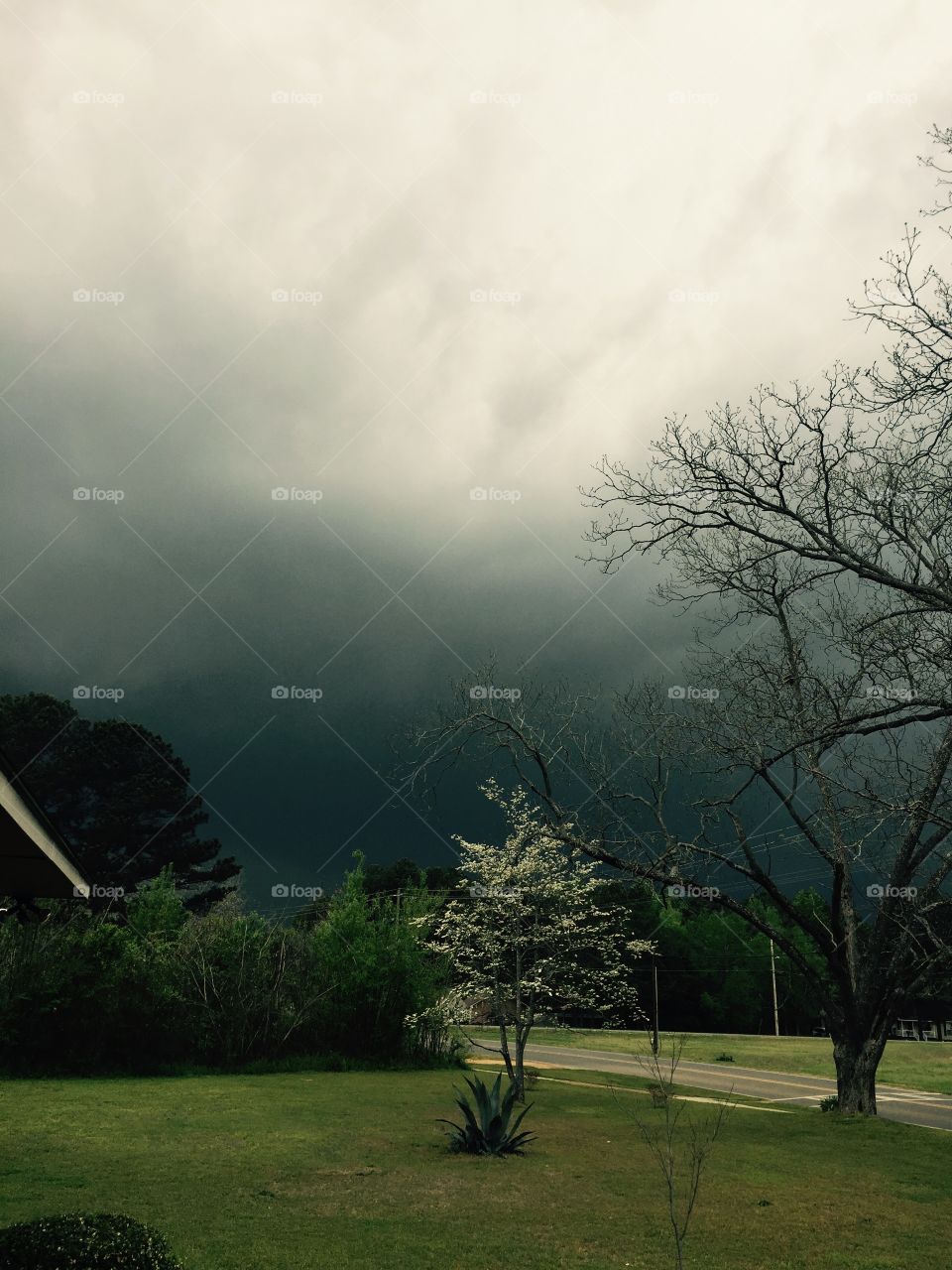 View of bare tree and empty road in the park