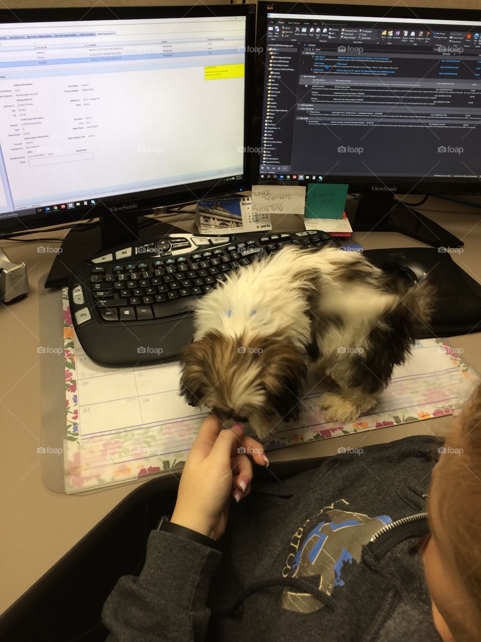 Puppy at work 