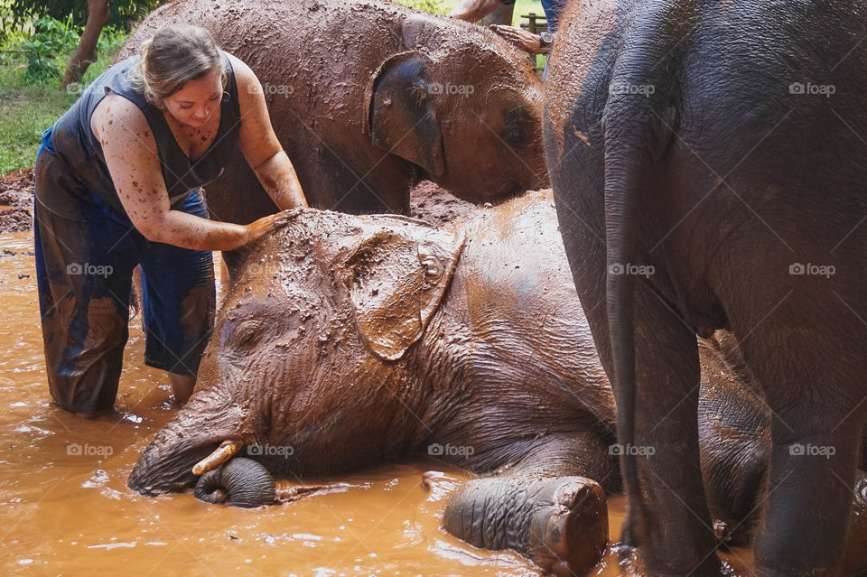 Sweet elephant mud bath in Chiang Mai, Thailand 