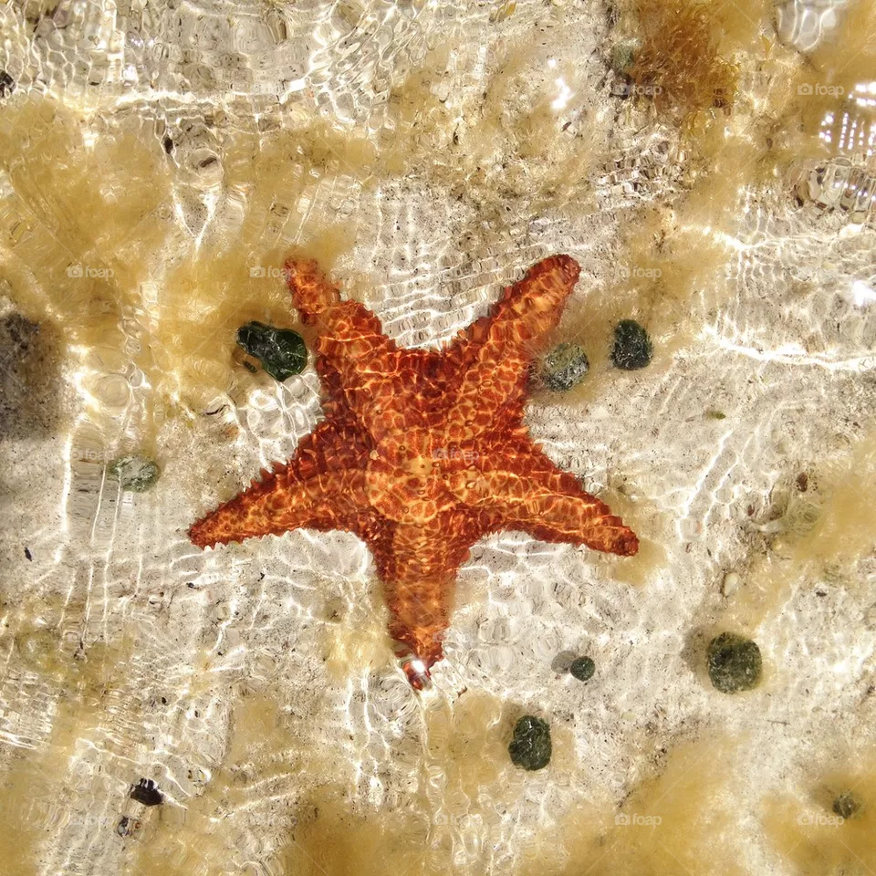 Star