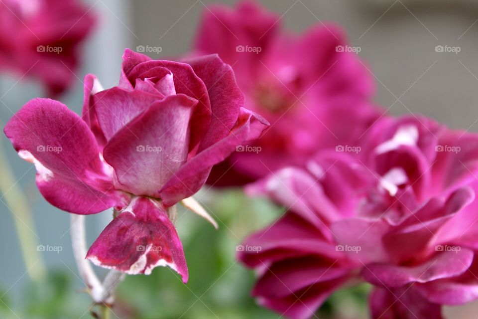 Pink and red roses in the garden, focused in front with blurred background 