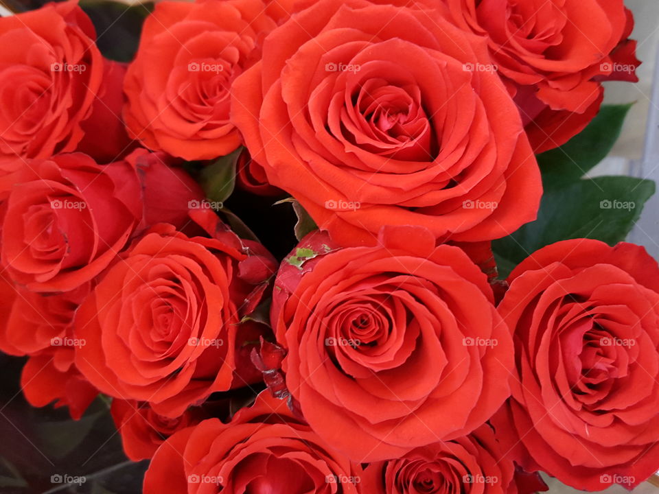 red roses