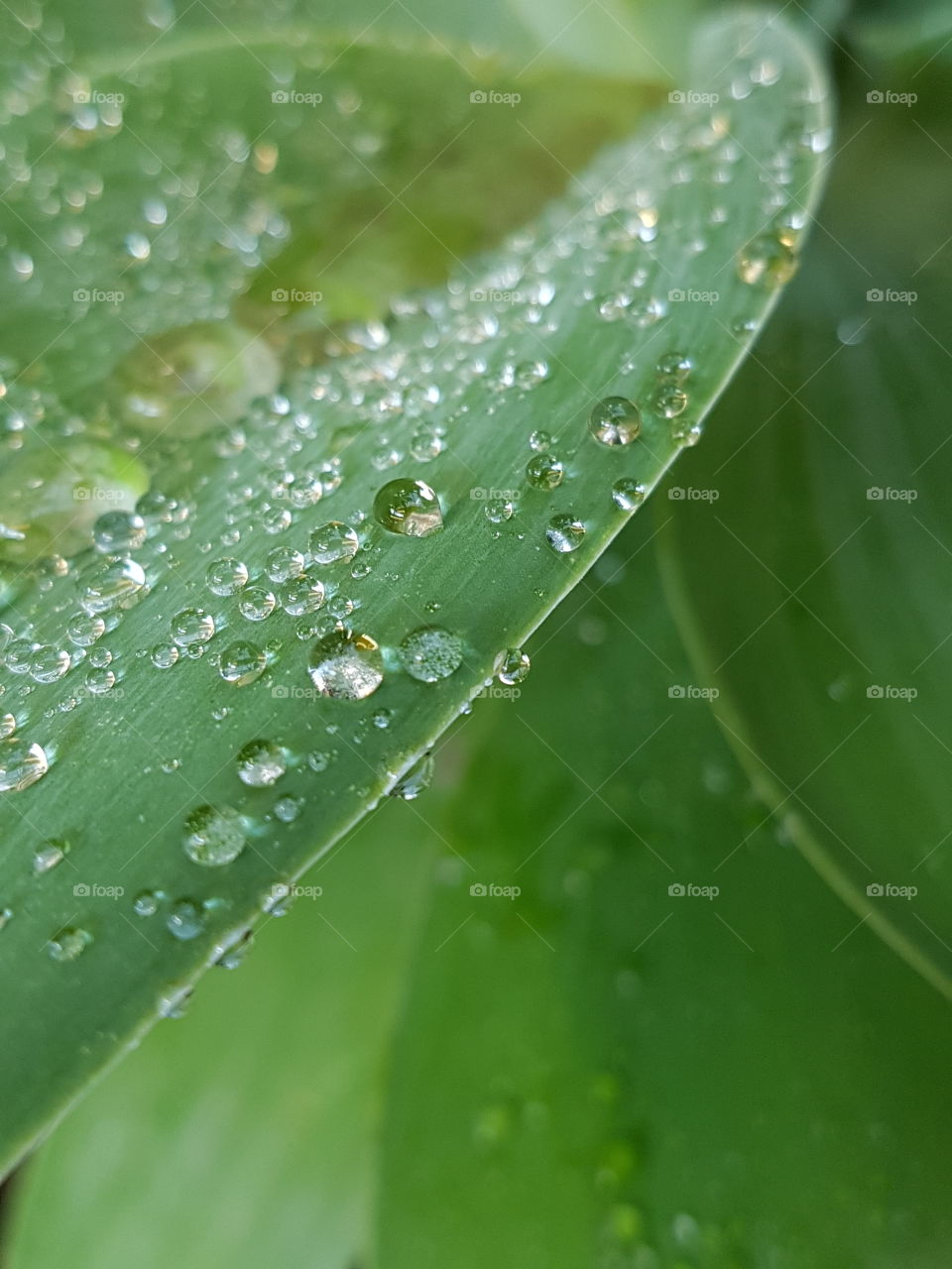 dew drops