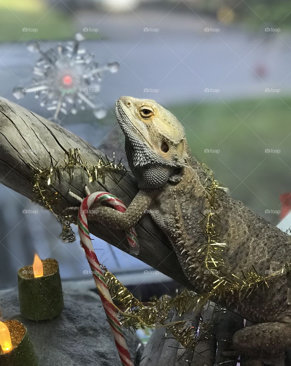 Stormy the bearded dragon is celebrating Christmas too! A little cardboard church, some battery powered candles, Christmas paper to line his cage, a string of lights, a gold garland to wrap himself with and a candy cane for a treat!