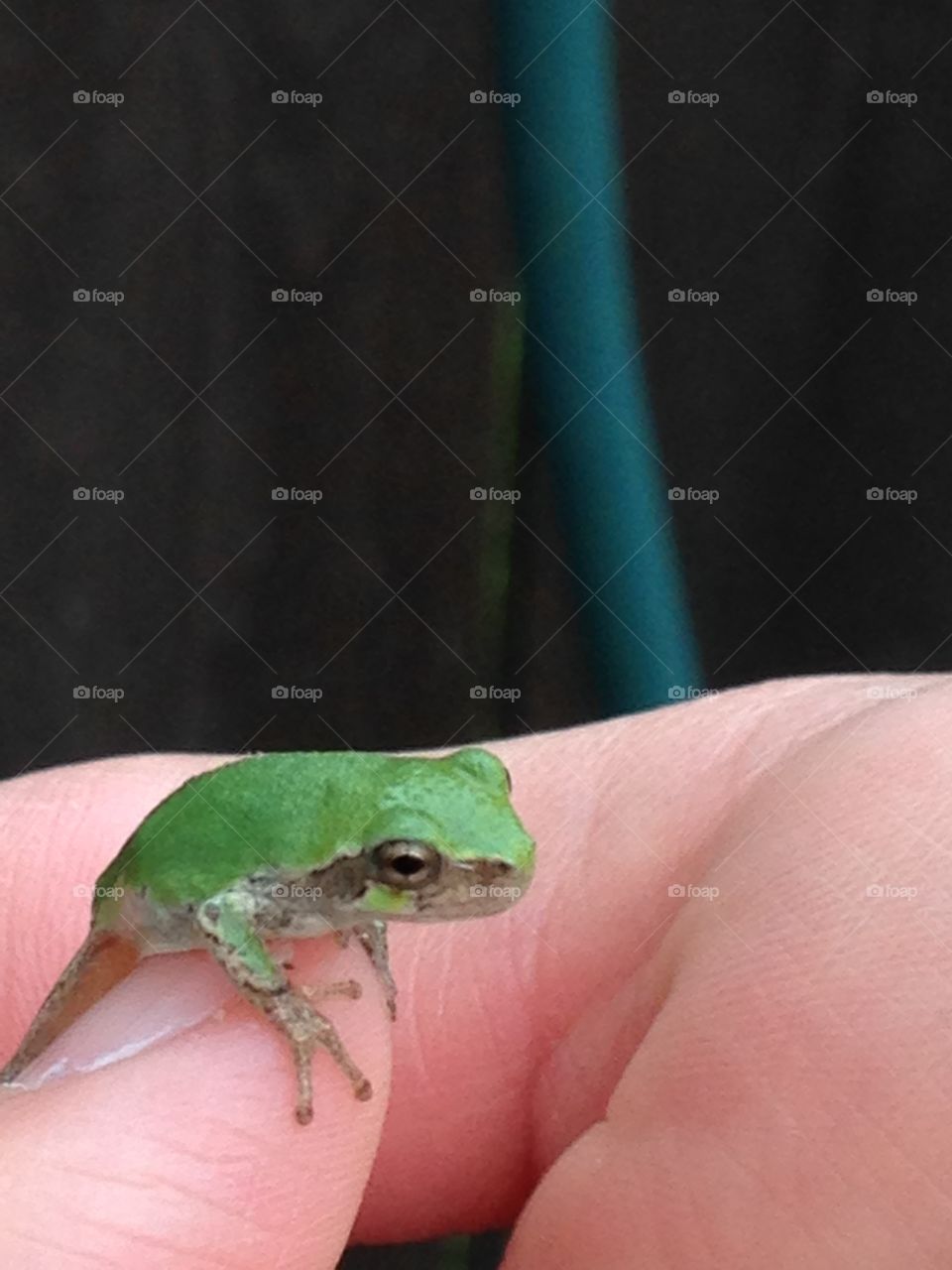 Tree frog. Little tree frog, jumped on my finger!