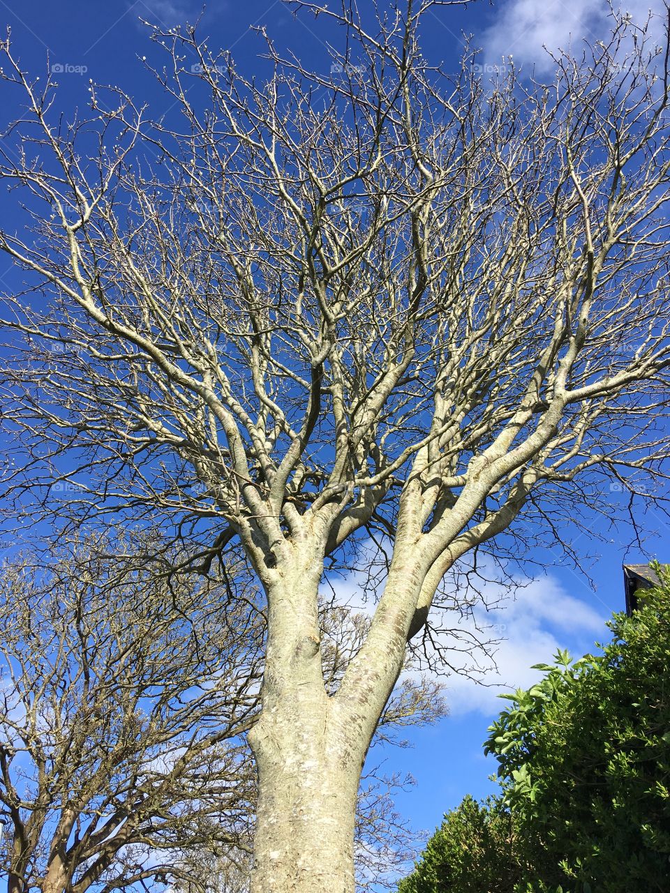 Looking up at this wonderful structure of nature, tree reaching its branches up into the sky and touching nature 