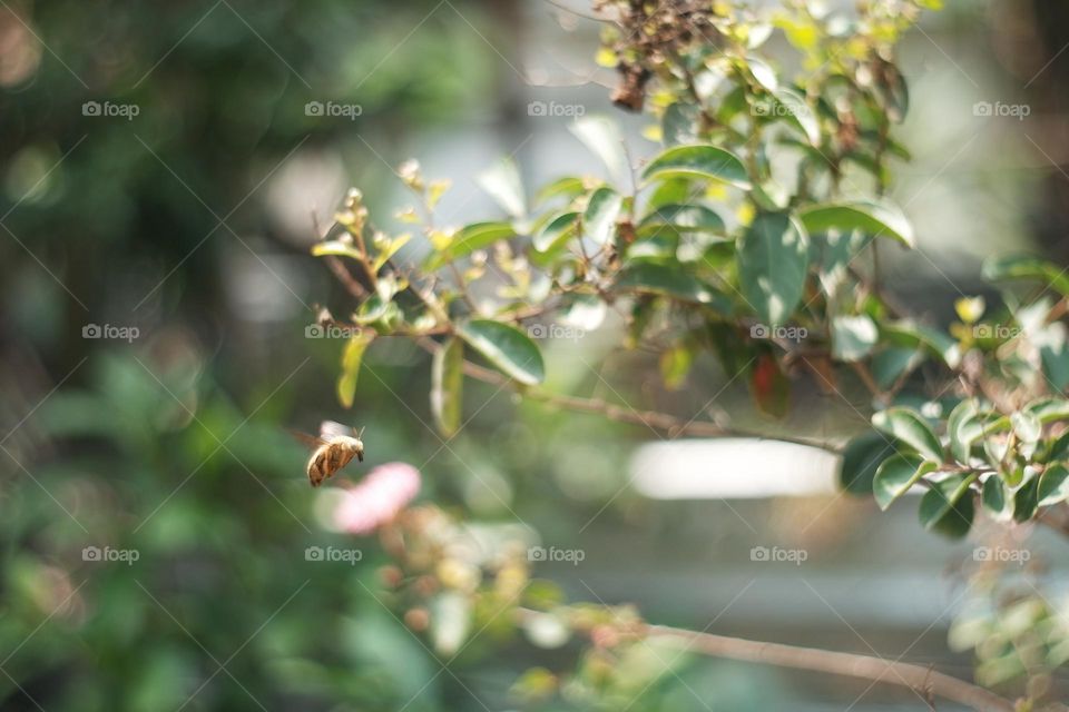bee