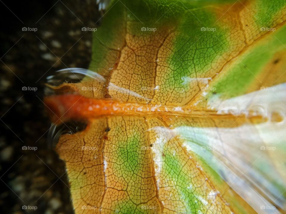 Macro shot of a leaf revealing an intricate pattern.