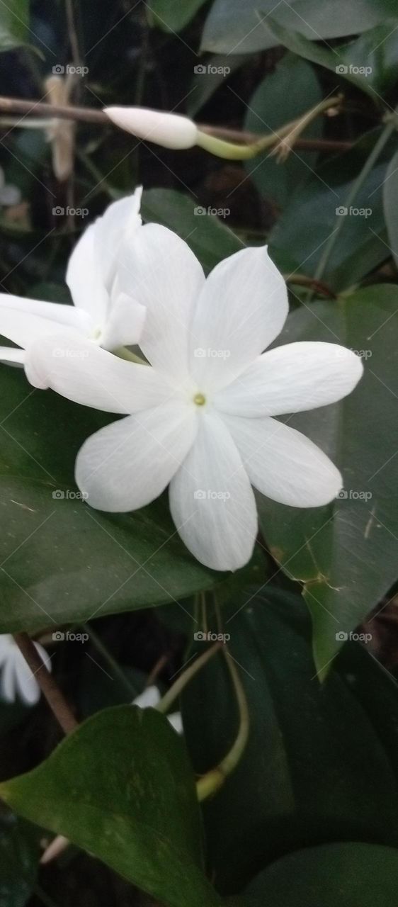 Arabian jasmine