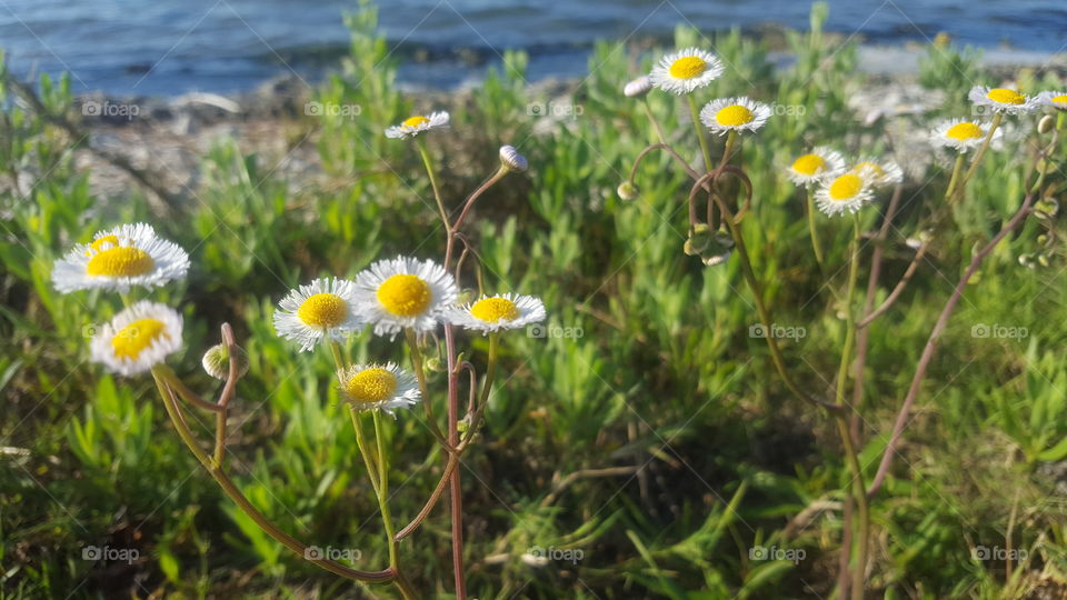 Riverside Daisies