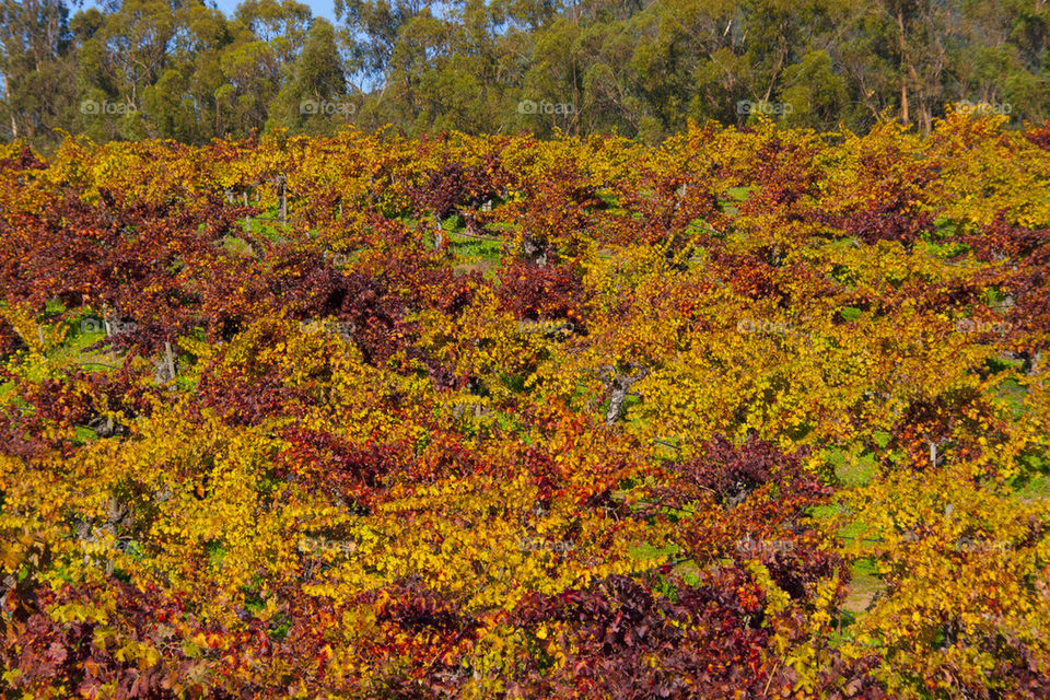 THE AUTUMN IN NAPPA VALLEY CALIFORNIA USA