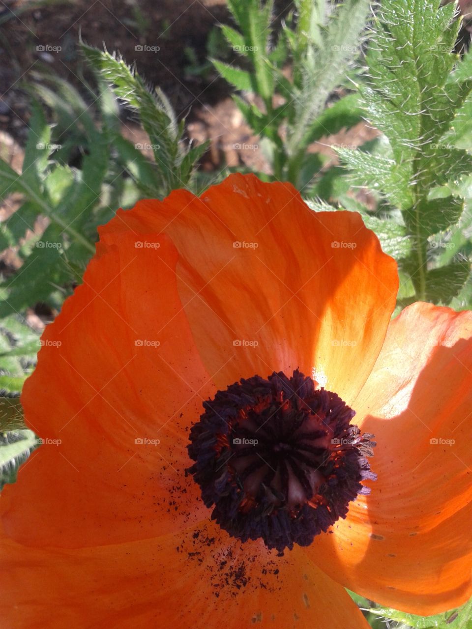 Poppy. The sun kissed petal on this Poppy shows the bold color of orange