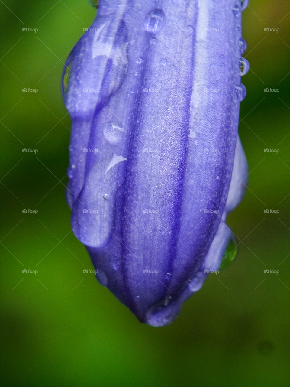 agapanthus flower after summer rains