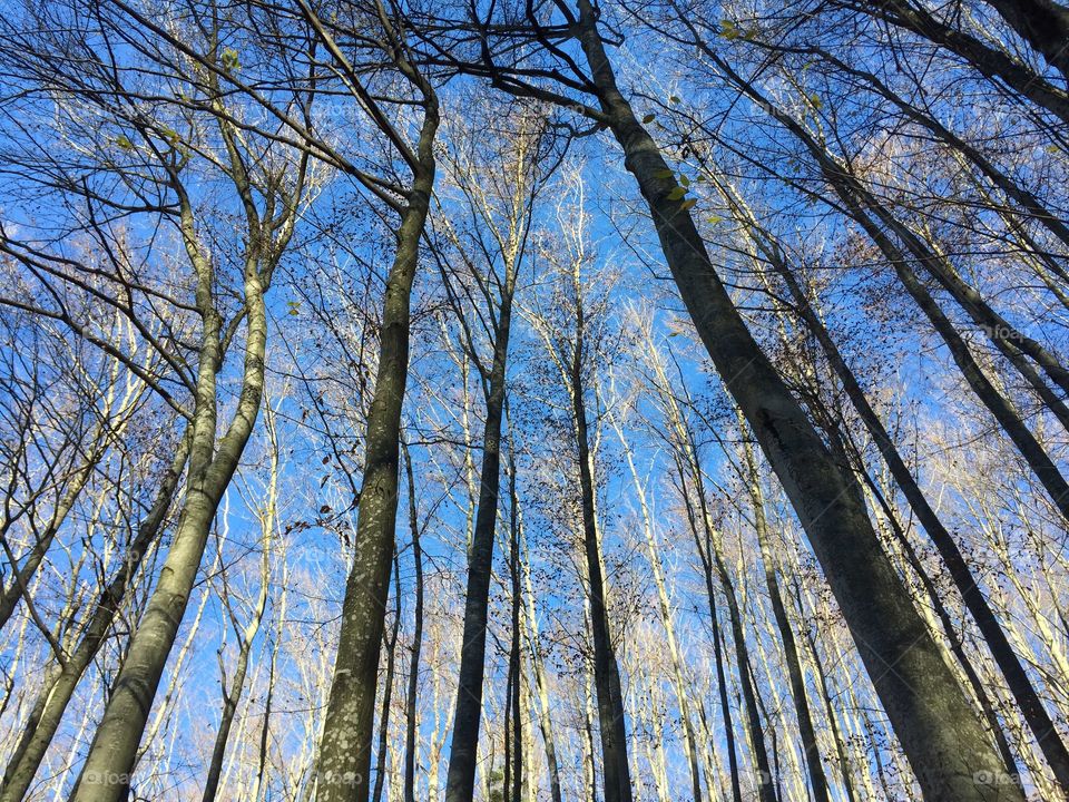 Looking up at tree tops and blue sky