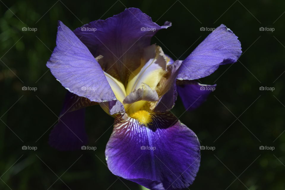 Royal iris glows purple