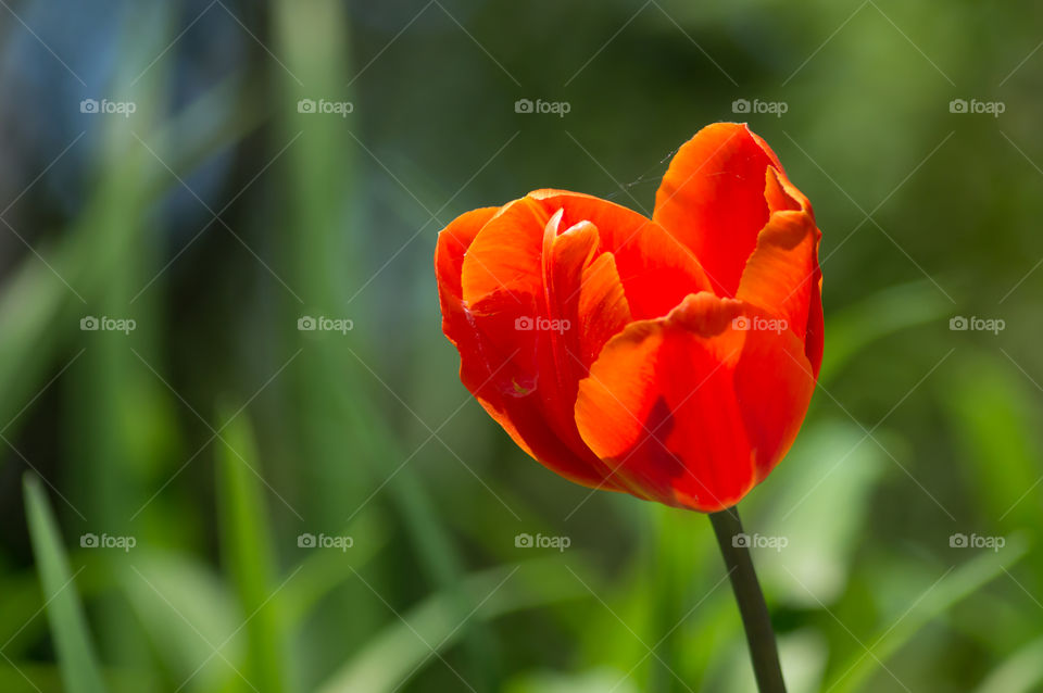 Red Heart shaped tulip isolated in field closeup flower head with petals in sunshine nature and seasonal garden photography symbolic of love and growth 