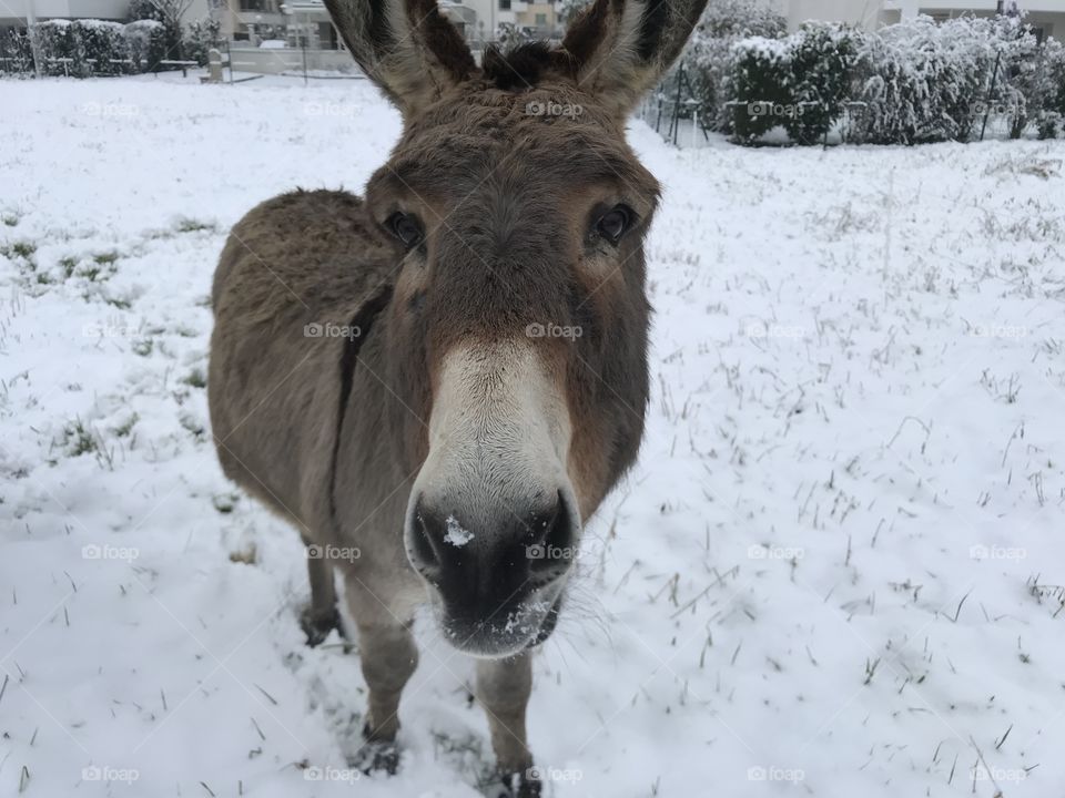 Âne donkey snow winter