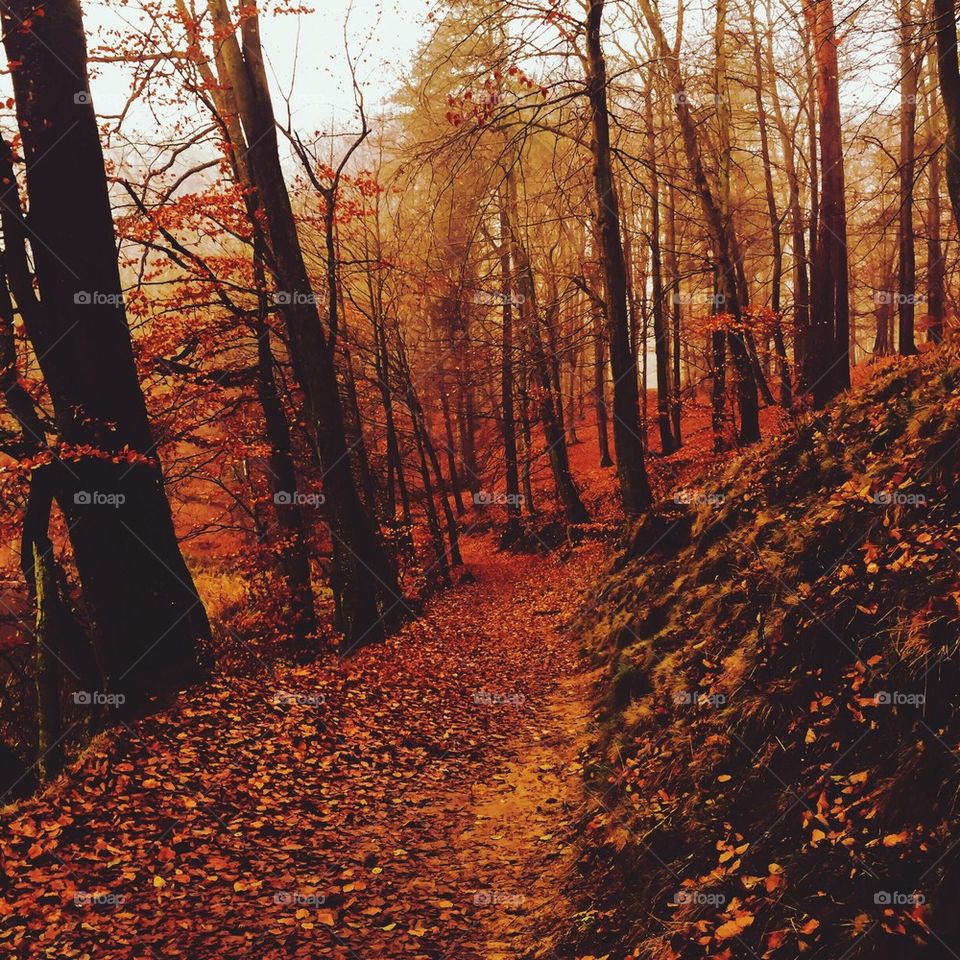 Scenic view of autumn trees in forest